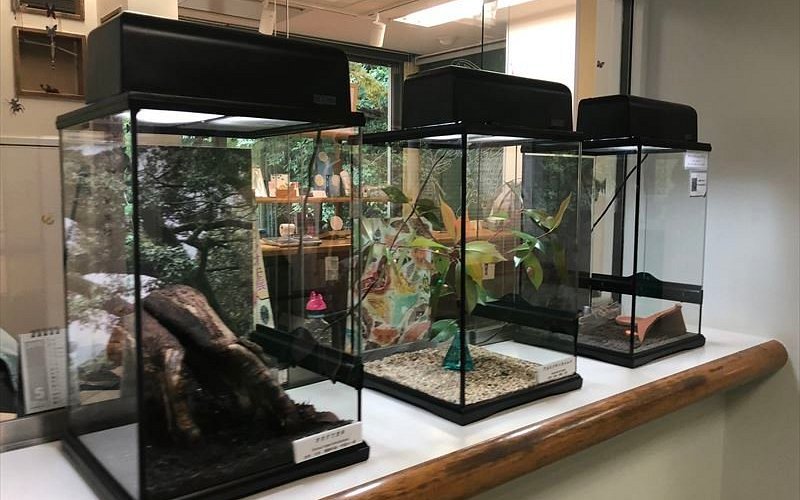 🦋 미노 공원 곤충관(미노오코우엔콘추우칸) 이미지 4